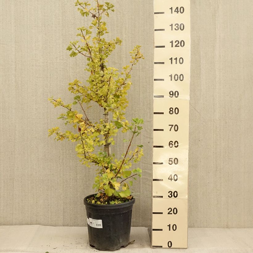 Exemplaar van Ginkgo biloba Simon - Arbre aux quarante écus Pot de 18L/20L zoals geleverd in de herfst