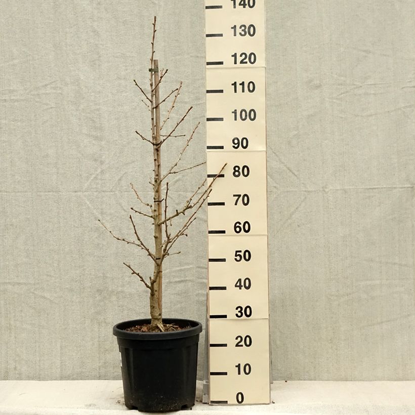 Example of Ginkgo biloba Simon - Japanse notenboom Pot van 18 l/20 l as you get in printemps