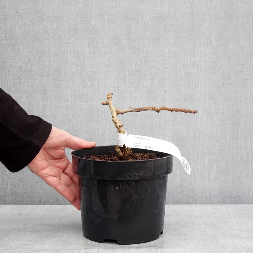 Example of Ginkgo biloba Troll - Japanse notenboom Pot van 2 l/3 l as you get in hiver