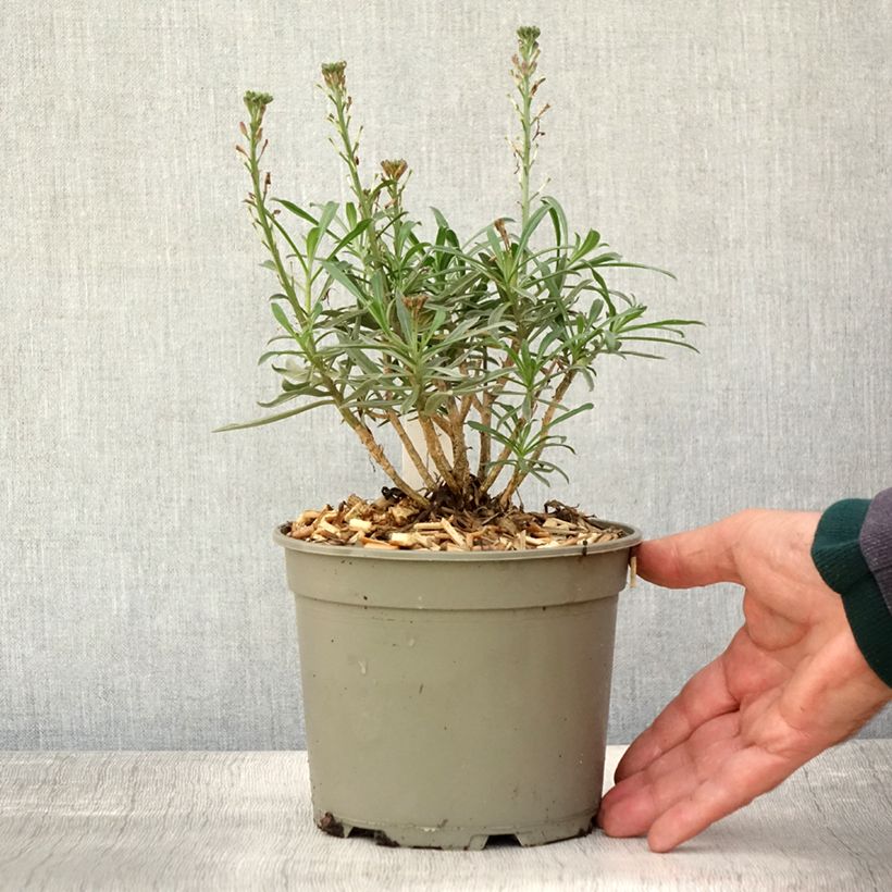 Exemplaar van Erysimum Bowles Mauve – Muurbloem Pot van 2 l/3 l zoals geleverd in de herfst