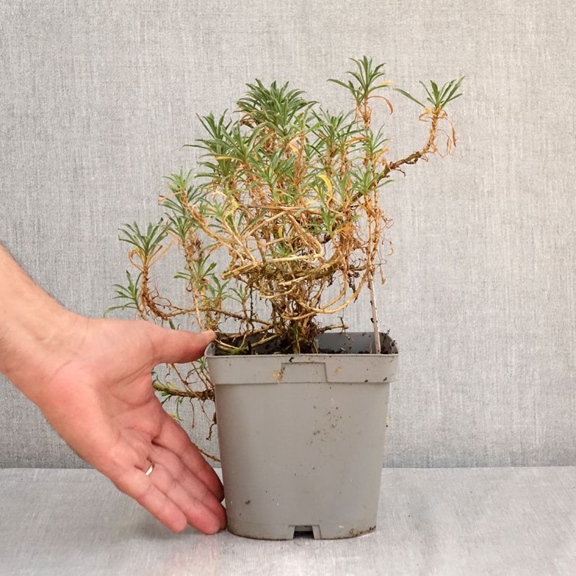 Exemplaar van Erysimum Constant Cheer – Muurbloem Pot van 2 l/3 l zoals geleverd in de zomer