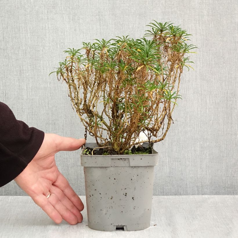 Exemplaar van Erysimum Constant Cheer – Muurbloem Pot van 2 l/3 l zoals geleverd in de herfst