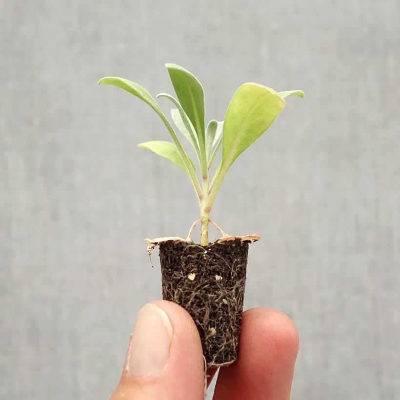 Exemplaar van Matthiola incana Heritage Scarlet - Zomerviolier Mini-mot Ø 1,5/2,5 cm zoals geleverd in de herfst
