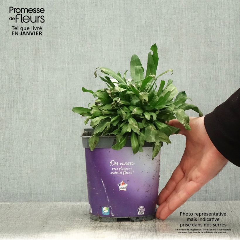 Exemplaar van Erysimum cheiri Spice Island – Muurbloem Pot van 2 l/3 l zoals geleverd in de winter