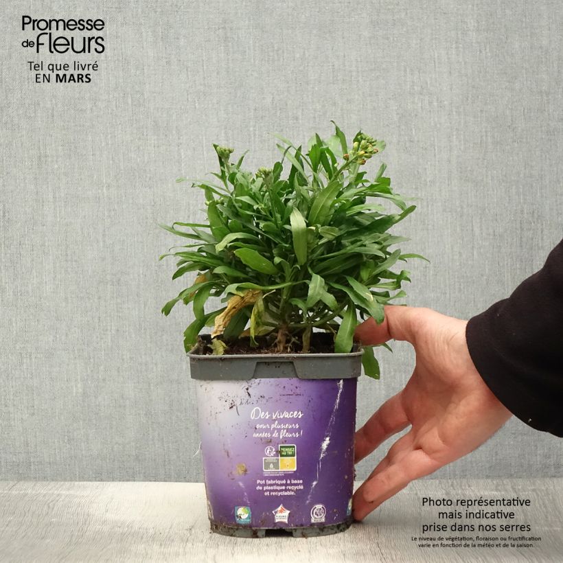 Exemplaar van Erysimum cheiri Spice Island – Muurbloem Pot van 2 l/3 l zoals geleverd in de lente