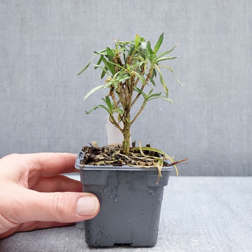 Exemplaar van Erysimum cheiri Colour Vibe Orange – Muurbloem Kweekpotje van 8/9 cm zoals geleverd in de winter