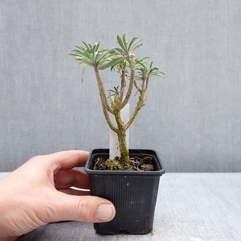 Exemplaar van Erysimum cheiri Colour Vibe Purple – Muurbloem Kweekpotje van 8/9 cm zoals geleverd in de winter