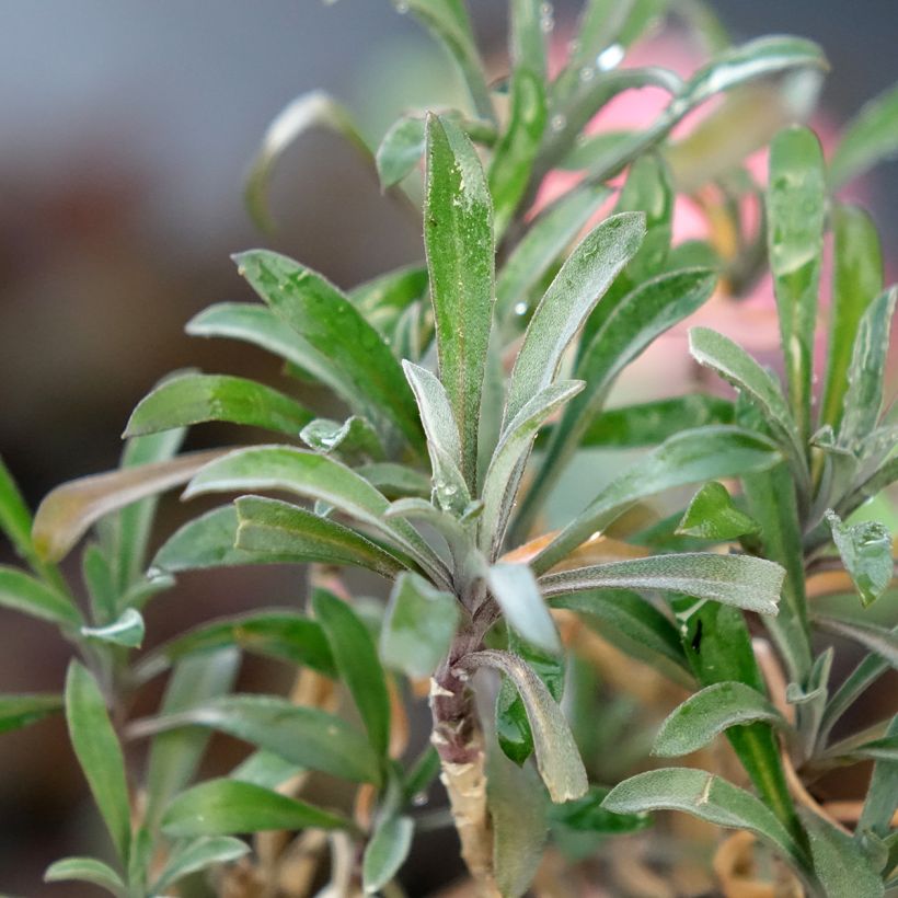 Erysimum cheiri Colour Vibe Rood – Muurbloem (Blad)