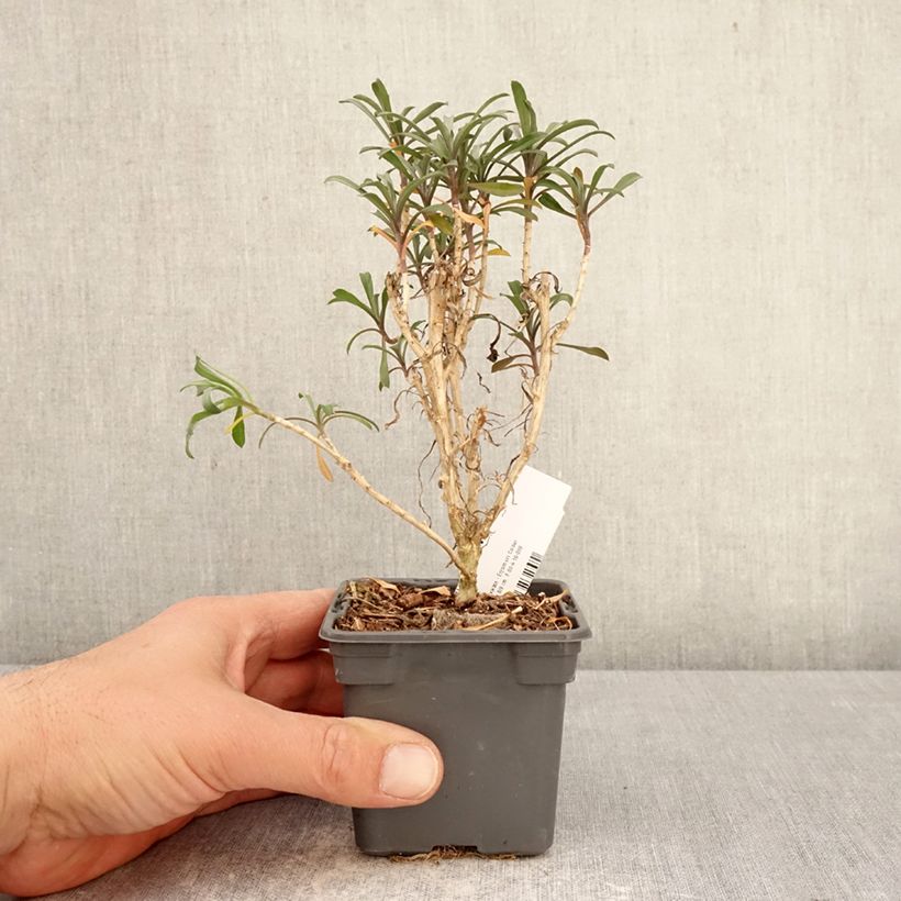 Exemplaar van Erysimum cheiri Colour Vibe Rood – Muurbloem Kweekpotje van 8/9 cm zoals geleverd in de lente