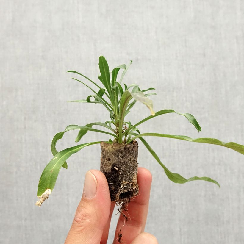 Exemplaar van Erysimum Winter Spirit – Muurbloem Mini-mot Ø 3/4 cm zoals geleverd in de herfst