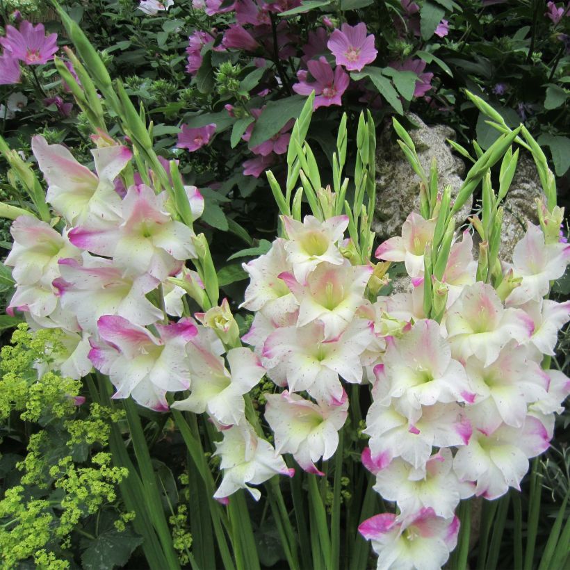Gladiolus colvillei Frozen Sparks - Colville-gladiool (Groeiplaats)