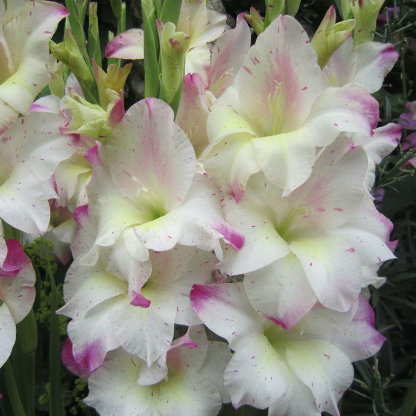 Gladiolus colvillei Frozen Sparks - Colville-gladiool (Bloei)