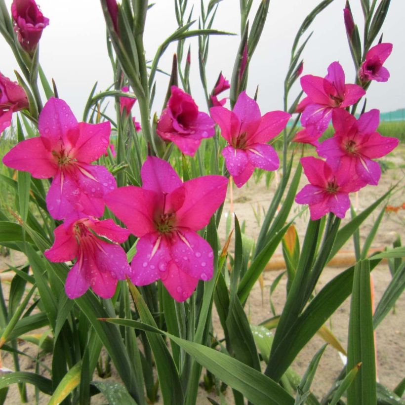 Gladiolus byzantinus Whistling Jack - Byzantijnse gladiool (Bloei)