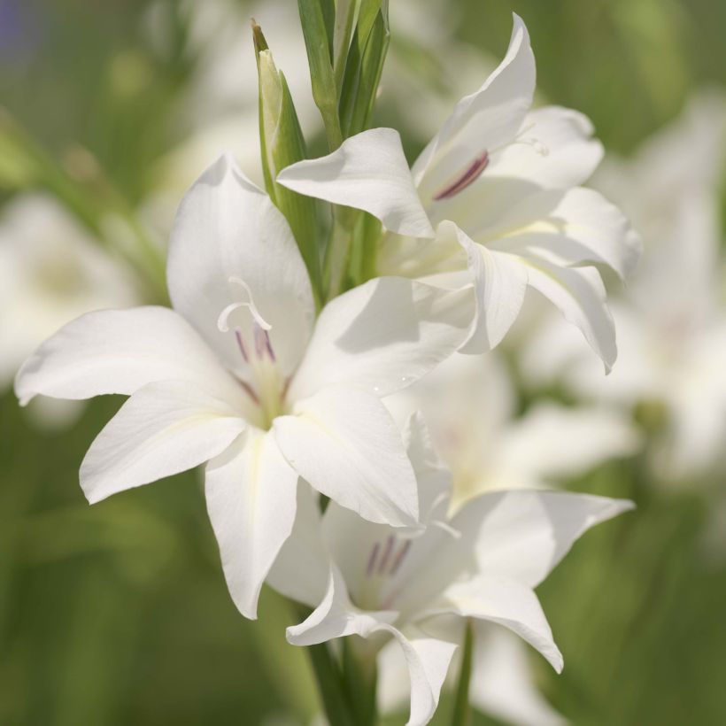 Gladiolus colvillei The Bride - Colville-gladiool (Bloei)
