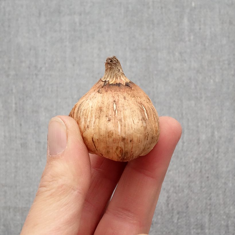 Exemplaar van Gladiool (samen) - Grootbloemige gladiool Bol kaliber 12+ zoals geleverd in de lente