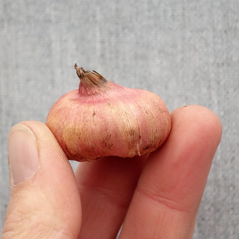 Exemplaar van Dwerggladiool Mix (zaad) Bol kaliber 8+ zoals geleverd in de lente