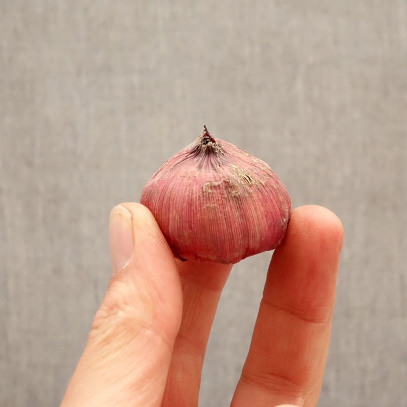 Exemplaar van Gladiool groot bloemig Amiga Bol kaliber 12+ zoals geleverd in de lente