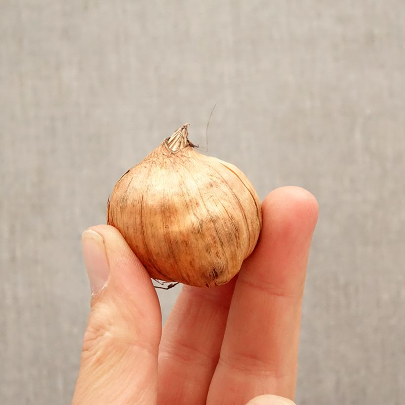 Exemplaar van Gladiool groot bloemig Cantate Bol kaliber 10+ zoals geleverd in de lente