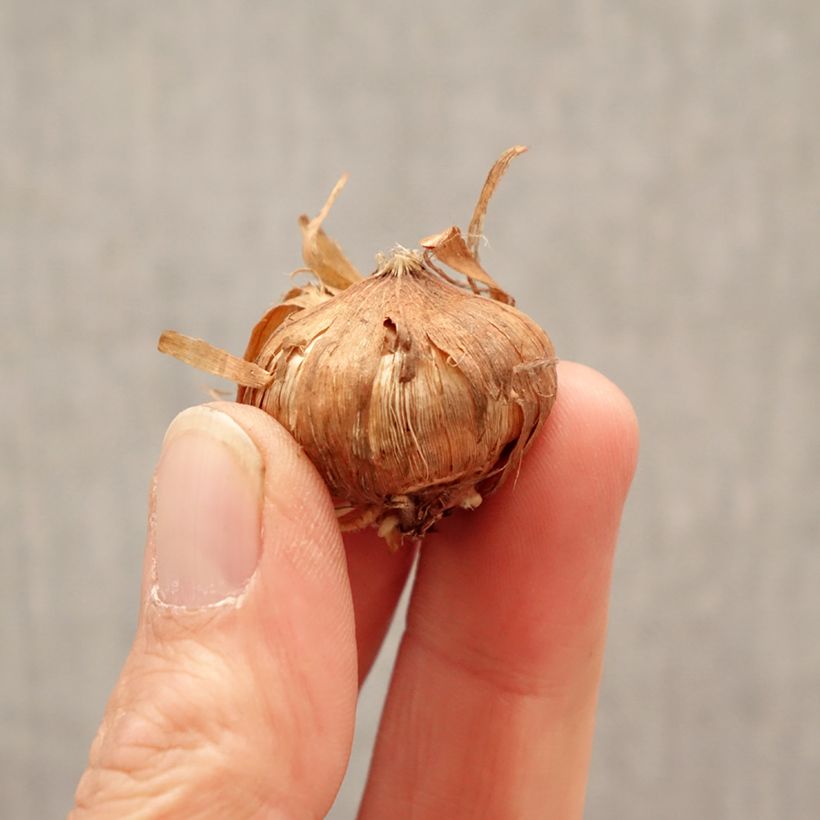 Exemplaar van Gladiool Glamini Blondy - Grootbloemige gladiool Bol kaliber 8+ zoals geleverd in de lente