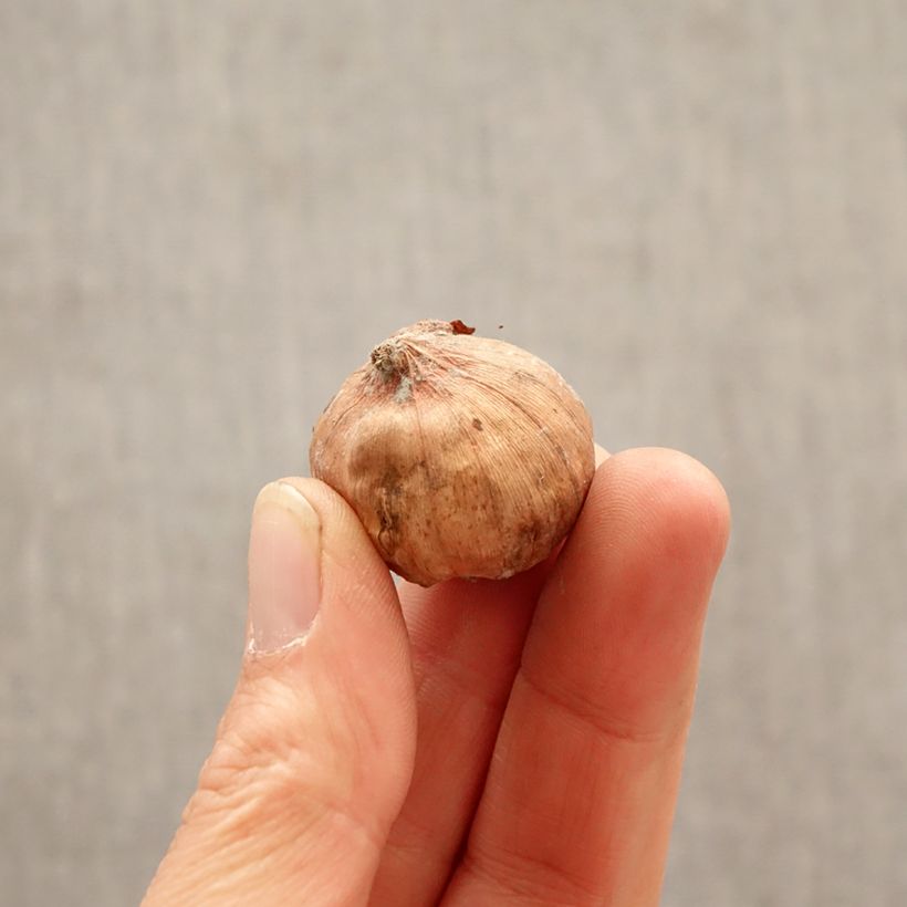 Exemplaar van Gladiool klein bloemig Glamini Tom Bol kaliber 8+ zoals geleverd in de lente