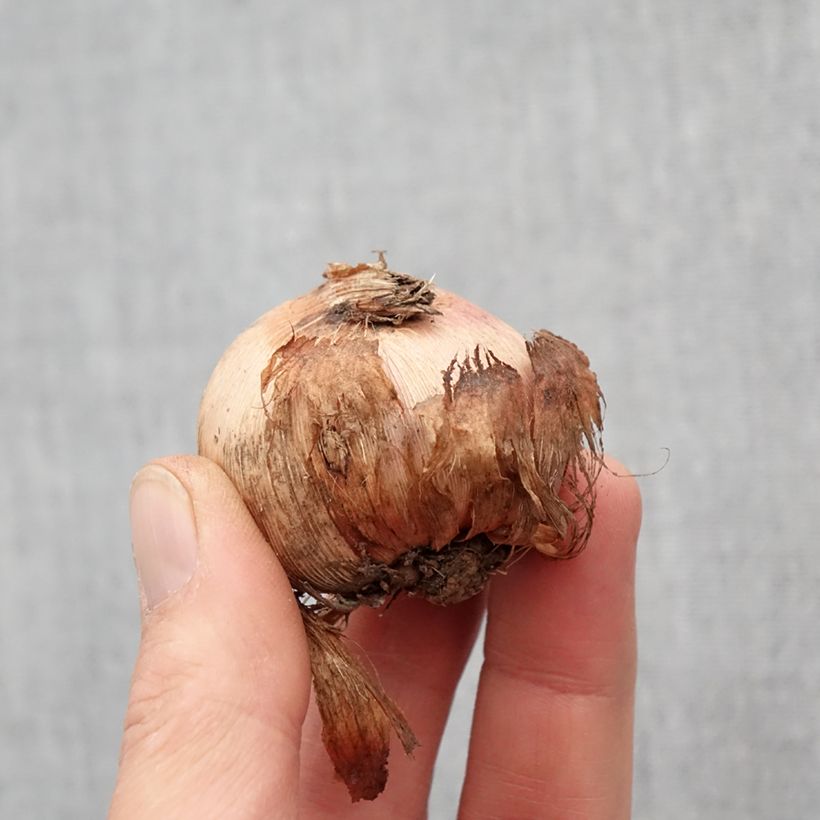 Exemplaar van Gladiool Adrienne - Primuline-gladiool Bol kaliber 12+ zoals geleverd in de lente