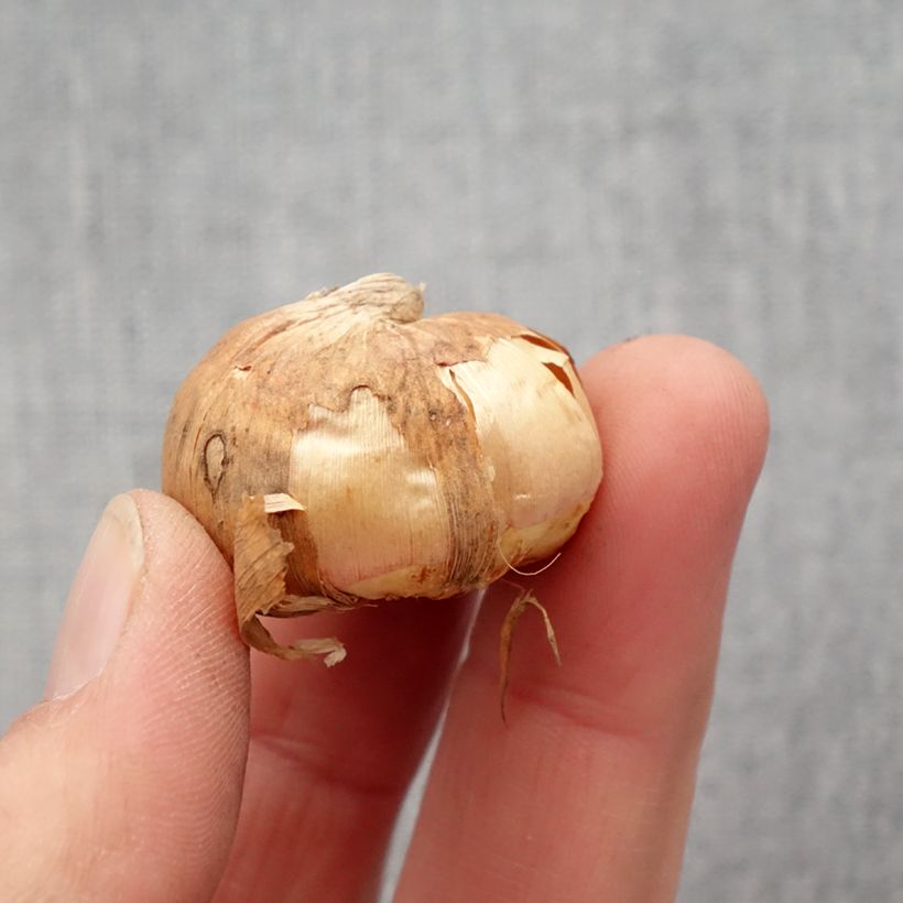 Exemplaar van Gladiolus colvillei Frozen Sparks - Colville-gladiool Bol kaliber 10+ zoals geleverd in de lente