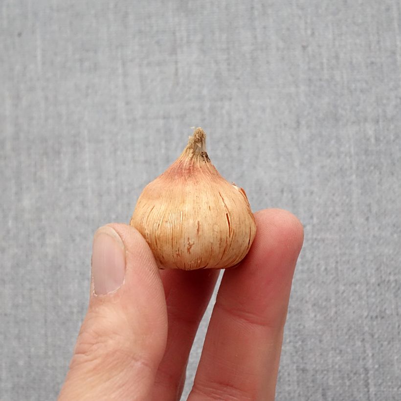 Example of Gladiool Oracle - Grootbloemige gladiool Bol kaliber 14+ as you get in printemps