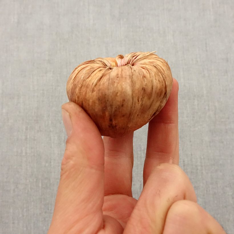 Exemplaar van Gladiool Blue Isle - Grootbloemige gladiool Bol kaliber 10/12 zoals geleverd in de lente