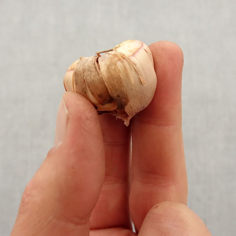 Example of Gladiolus colvillei Elvira - Colville-gladiool Bol kaliber 8+ as you get in printemps