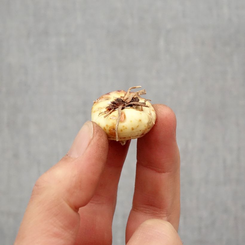 Exemplaar van Gladiolus colvillei Robinetta - Colville-gladiool Bol kaliber 10+ zoals geleverd in de lente