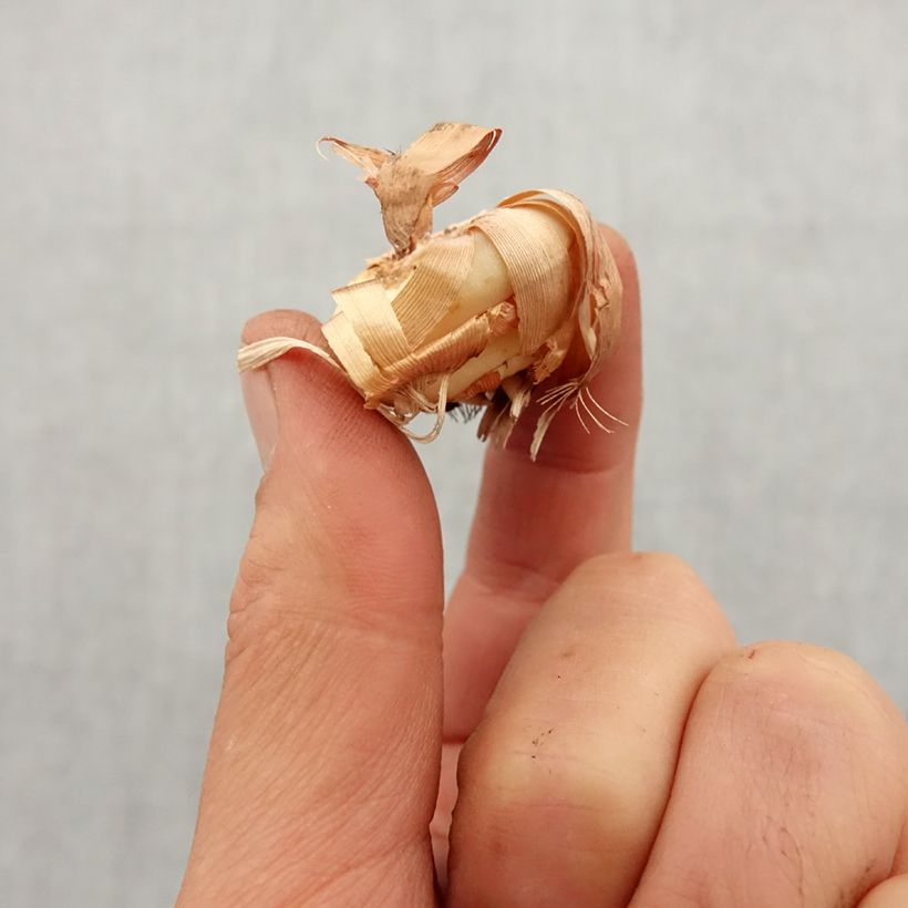 Exemplaar van Gladiolus colvillei The Bride - Colville-gladiool Bol kaliber 8+ zoals geleverd in de lente