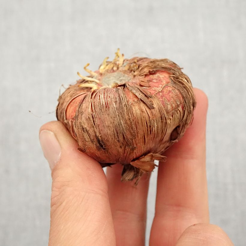 Exemplaar van Gladiool Espresso - Grootbloemige gladiool Bol kaliber 14+ zoals geleverd in de lente