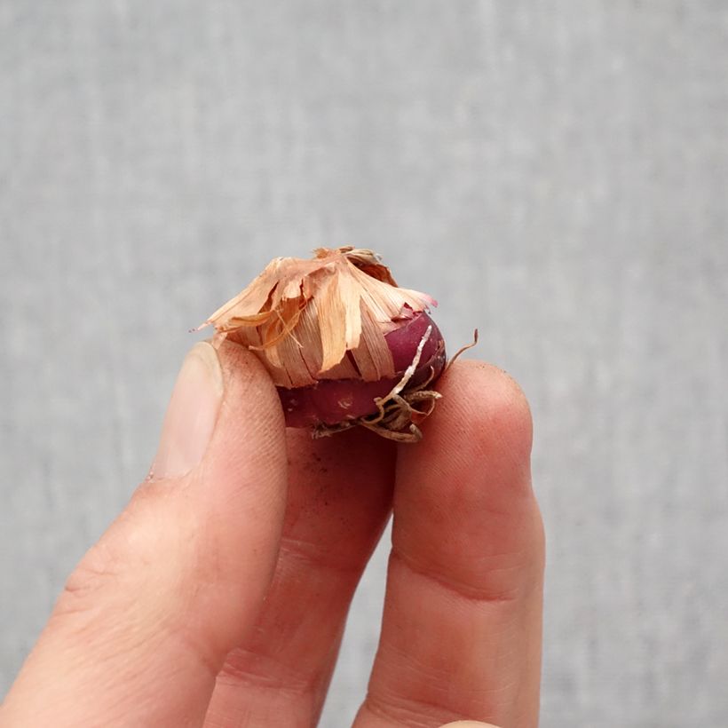 Exemplaar van Vlindergladiool Flevo Vito - Gladiolus papilio Bol kaliber 12+ zoals geleverd in de lente