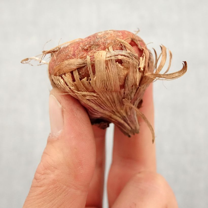 Exemplaar van Gladiool Green Star - Grootbloemige gladiool Bol kaliber 14+ zoals geleverd in de lente