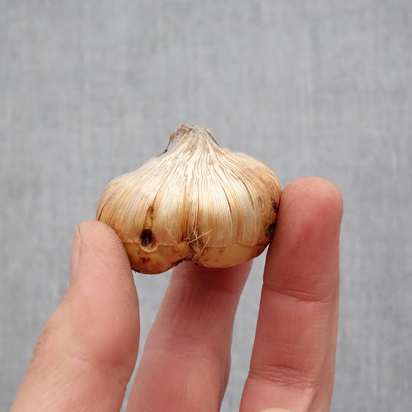 Exemplaar van Gladiool Home Coming - Grootbloemige gladiool Bol kaliber 14+ zoals geleverd in de lente