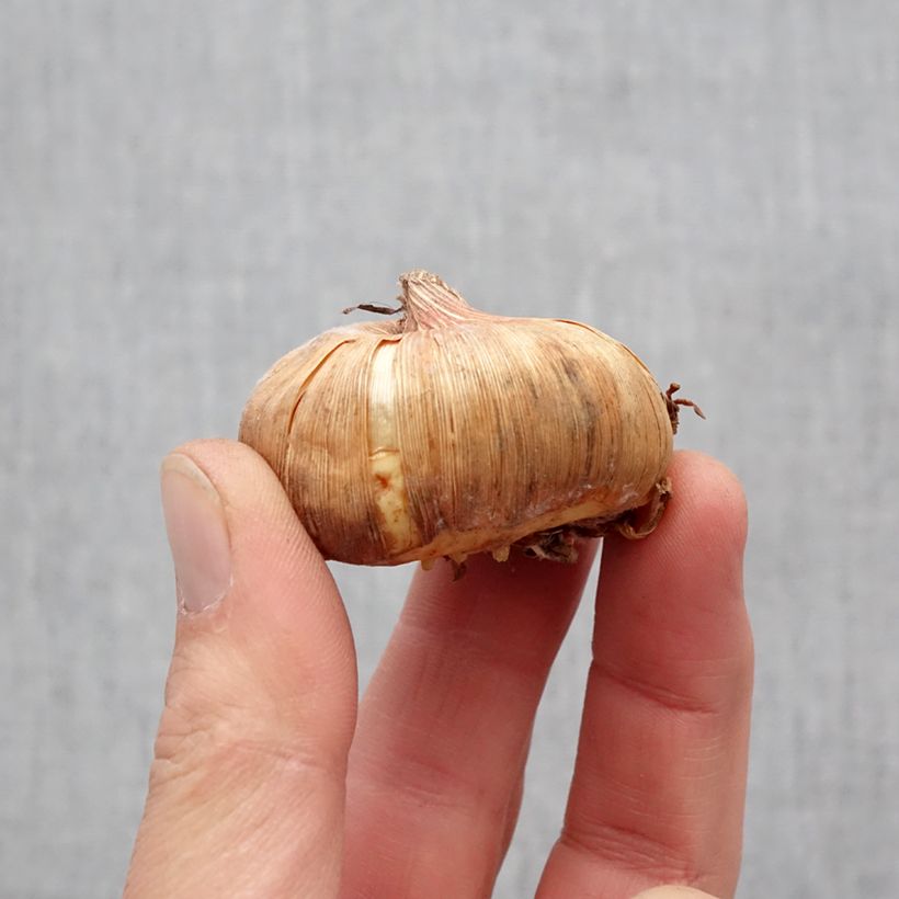 Exemplaar van Gladiool Invitatie - Grootbloemige gladiool Bol kaliber 11+ zoals geleverd in de lente