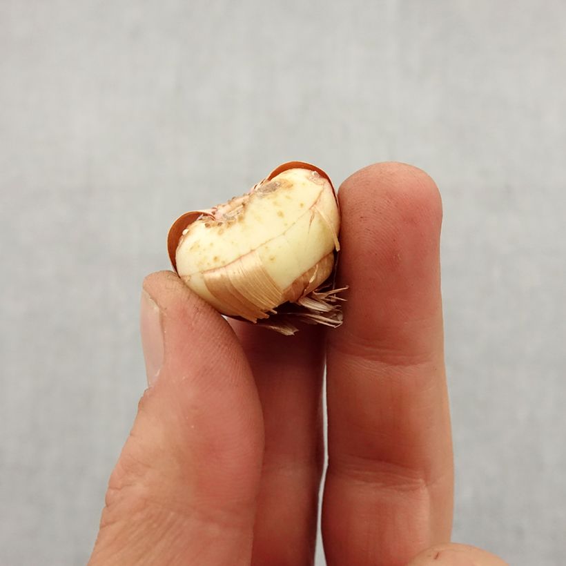 Exemplaar van Dwerggladiool Lucky Star Bol kaliber 8+ zoals geleverd in de lente