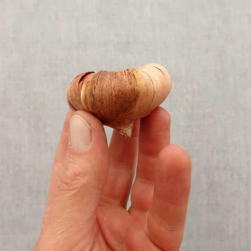 Exemplaar van Gladiool Morning Gold - Grootbloemige gladiool Bol kaliber 10/12 zoals geleverd in de lente