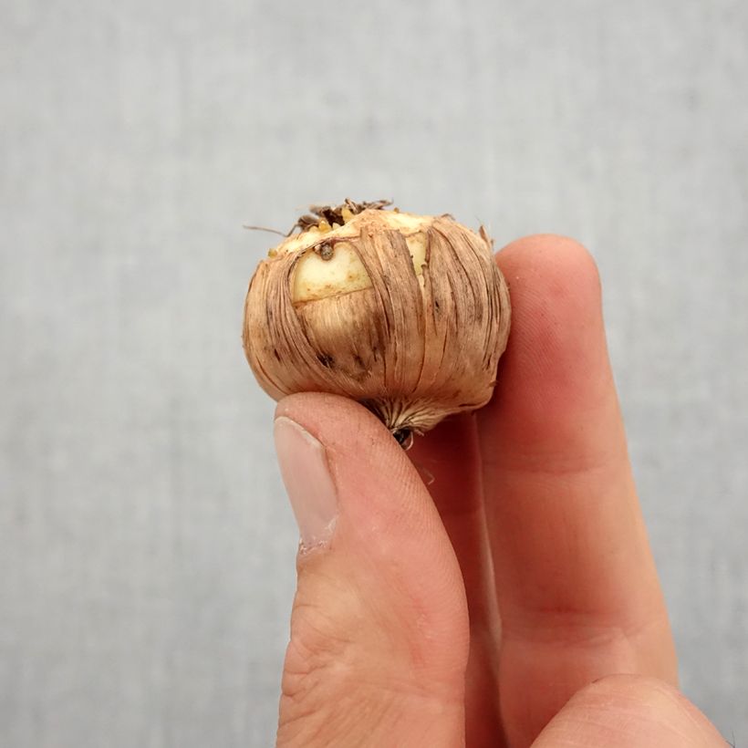 Exemplaar van Gladiolus nanus Prins Claus - Colville-gladiool Bol kaliber 9+ zoals geleverd in de lente