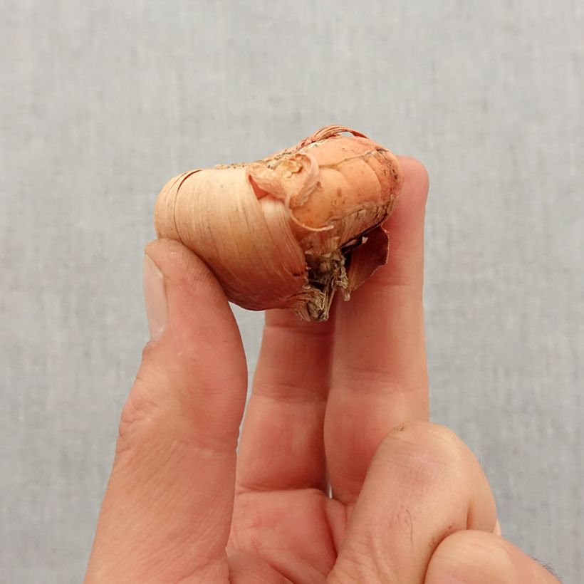 Exemplaar van Gladiool Peter Pears - Grootbloemige gladiool Bol kaliber 12+ zoals geleverd in de lente