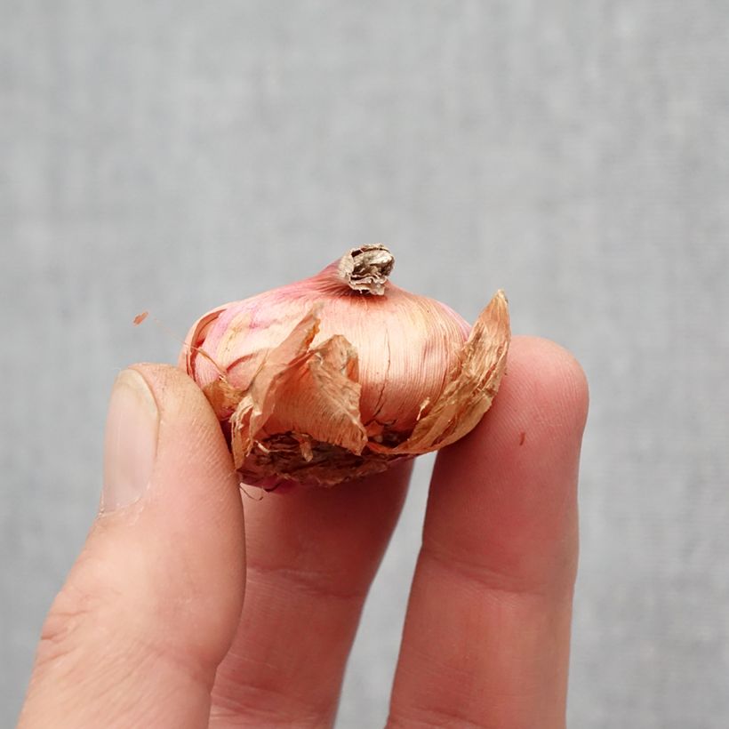 Exemplaar van Gladiool Atom - Primuline-gladiool Bol kaliber 8+ zoals geleverd in de lente