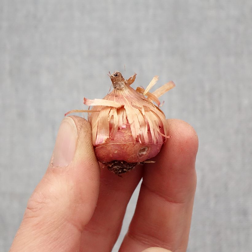 Exemplaar van Gladiool Mirella - Primuline-gladiool Bol kaliber 8+ zoals geleverd in de lente