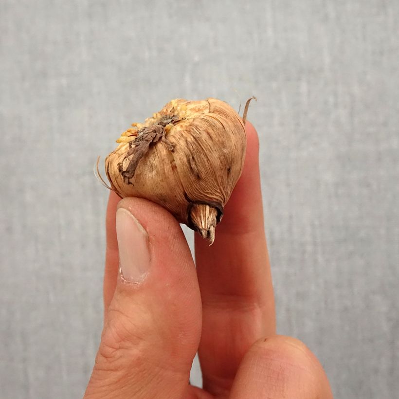 Example of Gladiool Princess Margaret Rose - Grootbloemige gladiool Bol kaliber 14+ as you get in printemps