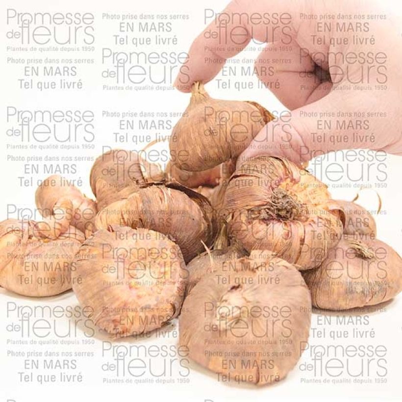 Voorbeeld van een exemplaar van Gladiool Priscilla - Grootbloemige gladiool Bol kaliber 14+ zoals geleverd