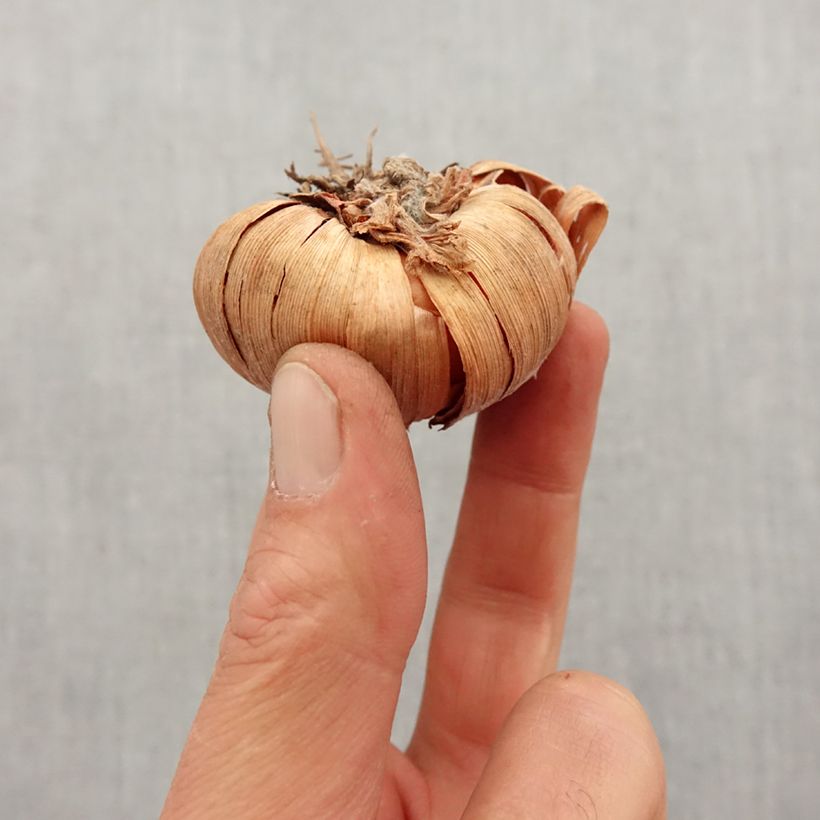 Example of Gladiool Purple Flora - Grootbloemige gladiool Bol kaliber 8+ as you get in printemps