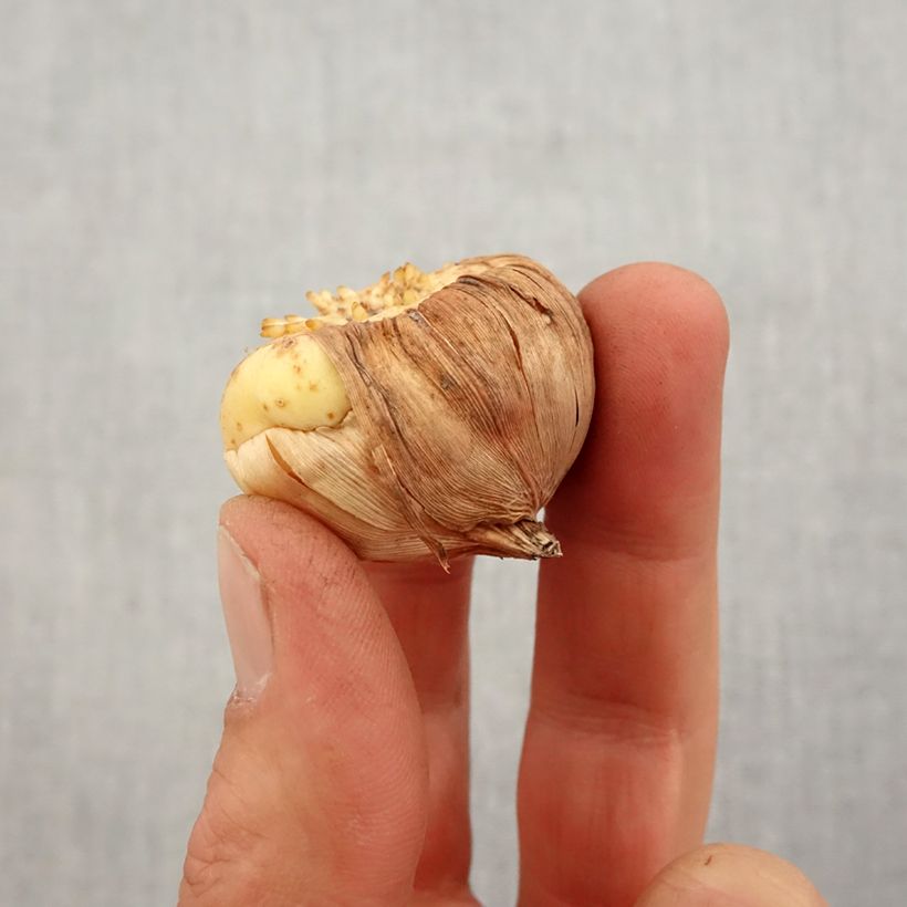 Example of Gladiool Charming Beauty Bol kaliber 10+ as you get in printemps