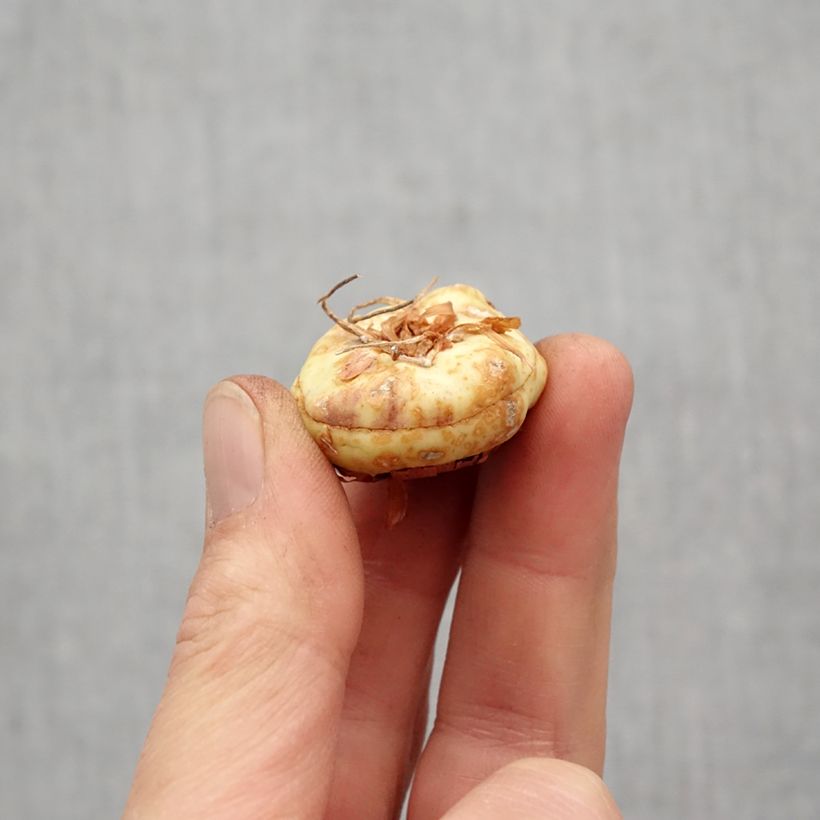 Exemplaar van Gladiool Violet Moon - Grootbloemige gladiool Bol kaliber 14+ zoals geleverd in de lente