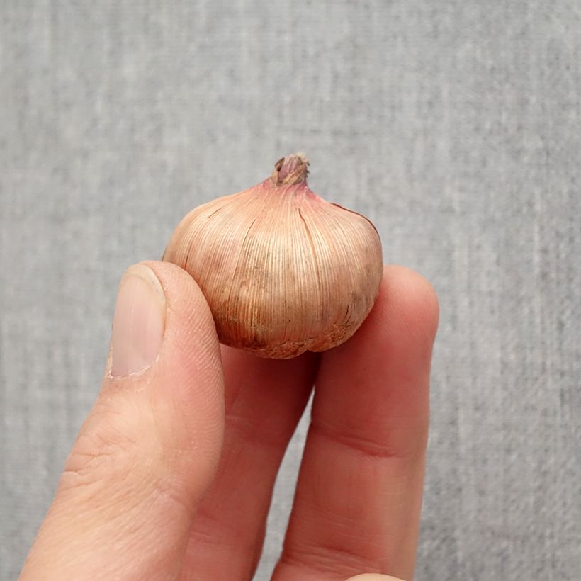 Exemplaar van Gladiool Wigs Sensation - Grootbloemige gladiool Bol kaliber 10+ zoals geleverd in de lente