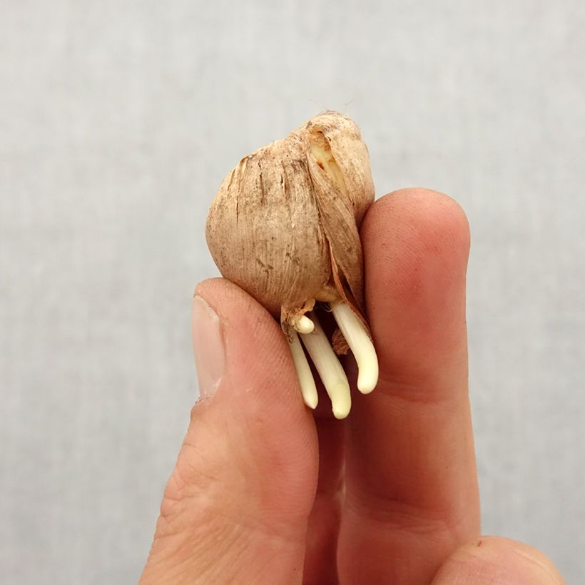 Exemplaar van Gladiolus tristis var. concolor - Dwerggladiool Bol kaliber 5+ zoals geleverd in de lente