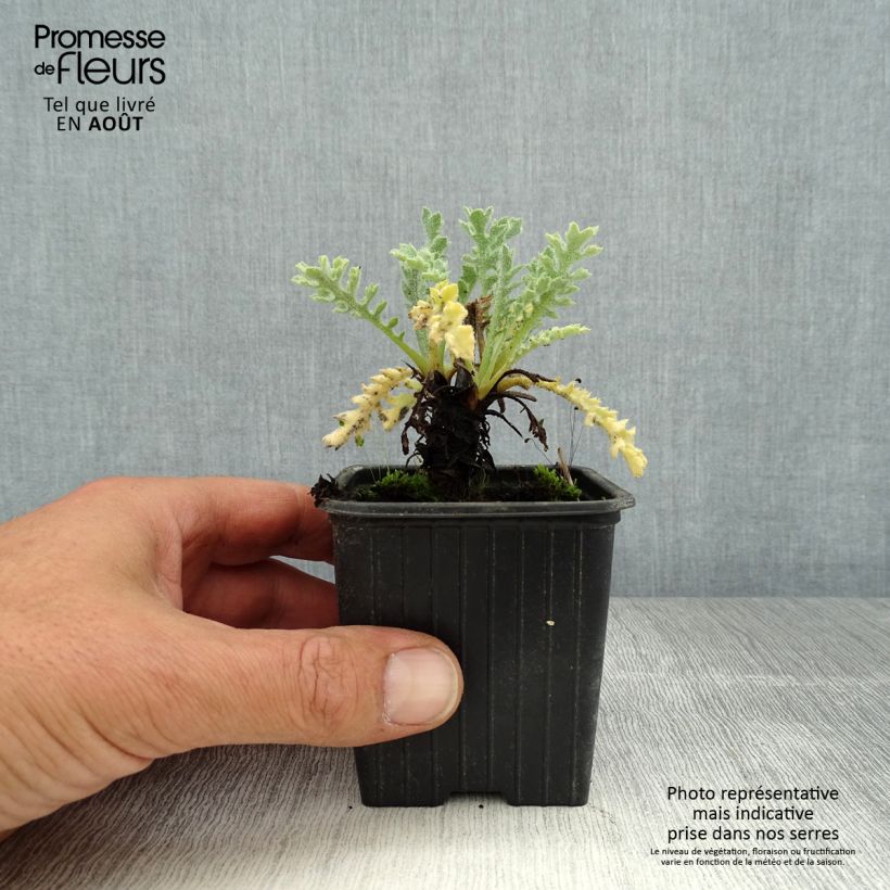Exemplaar van Glaucium flavum - Gele hoornpapaver Kweekpotje van 8/9 cm zoals geleverd in de zomer